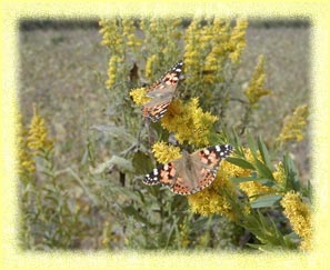 �q���A�J�^�e�n