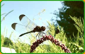 �����c�������@�l �쐶������������