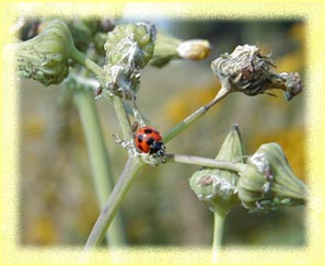 �i�i�z�V�e���g�E